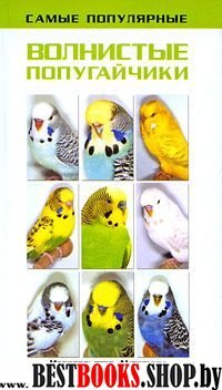 Самые популярные волнистые попугайчики