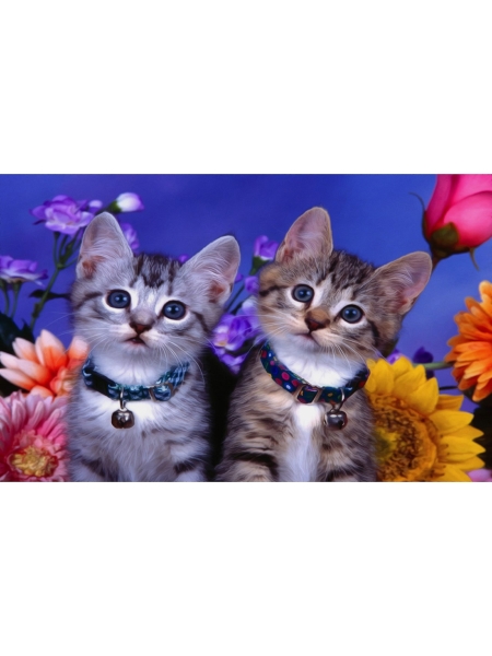 Холст с красками 22х30 см по номерам. КОТИКИ В ЦВЕТАХ (Арт. HS210)