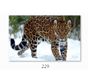 Холст с красками 22х30 см по номерам. ЯГУАР В ЛЕСУ (Арт. HS216)
