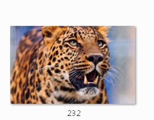 Холст с красками 22х30 см по номерам. РЫЧАЩИЙ ГЕПАРД (Арт. HS218)
