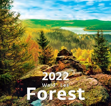 Календ(Контэнт-2022) Forest (Лес)