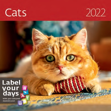 КалендКО(Контэнт-2022) Cats (Кошки)