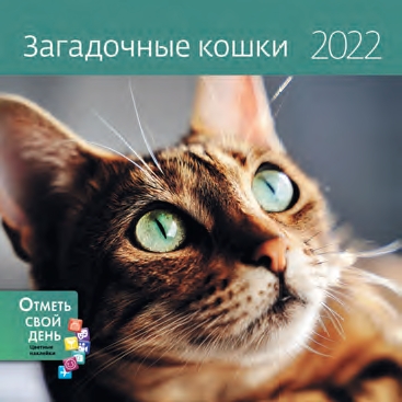 КалендКО(Контэнт-2022) Загадочные кошки