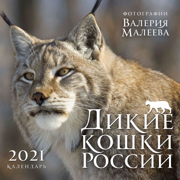 Дикие кошки России. Фотографии Валерия Малеева. Календарь настенный
