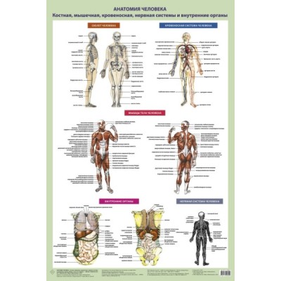 Анатомия человека. Костная, мышечная, кровеносная системы и внутренние