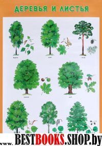 Деревья и листья