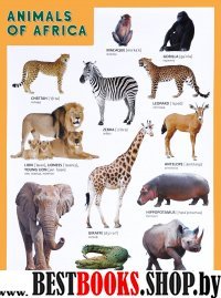 Animals of Afrika (Животные Африки)