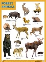 Плакаты (англ). Forest animals (лесные обитатели)