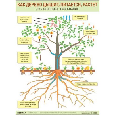 Плакат. Как дерево дышит, питается, растет