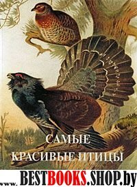 Самые красивые птицы