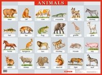 Животные.Animals