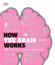 How the Brain Works The Facts Visually ExplainedHB