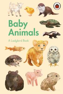 Ladybird Book: Baby Animals  (HB)