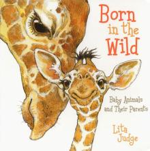 Born in the Wild: Baby Animals & Their Parents