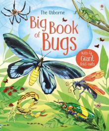 Big Book of Bugs  (HB)