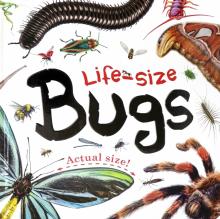 Life-size: Bugs (board book)