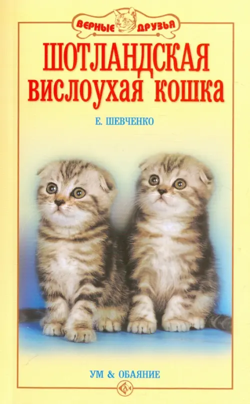 Шотландская вислоухая кошка. Ум и обаяние